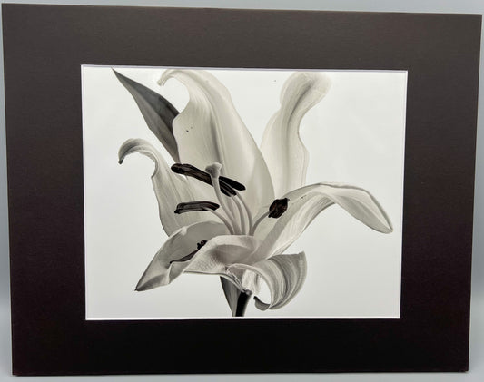 Lily In B&W Matted Print
